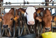 Peternak Minta Skema MBG Libatkan Usaha Sapi Perah Lokal